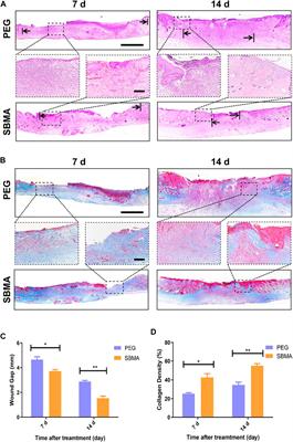 Zwitterionic Hydrogel Activates Autophagy to Promote Extracellular Matrix Remodeling for Improved Pressure Ulcer Healing